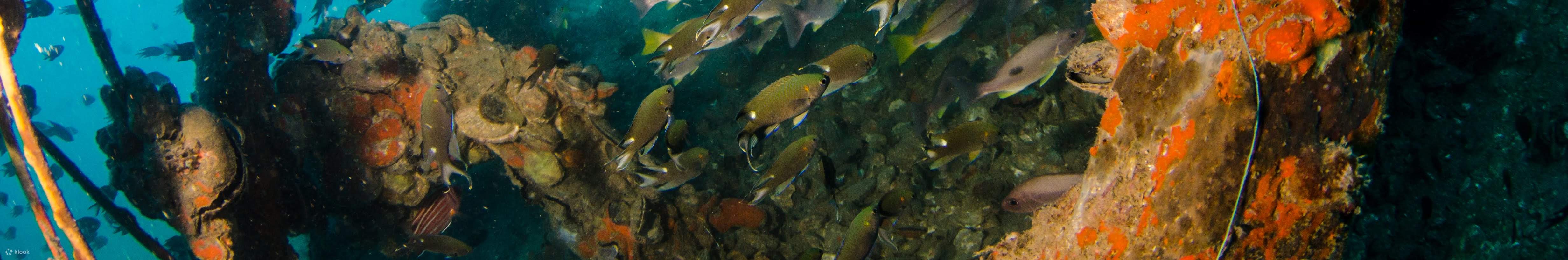 Full-Day Dive Trip [3 dives]